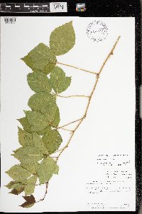 Rubus uniformis image
