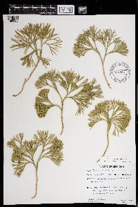 Diphasiastrum tristachyum image