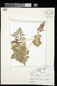 Sceptridium dissectum image