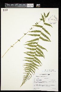Thelypteris noveboracensis image