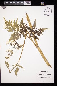 Anthriscus sylvestris image