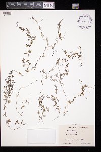 Galium trifidum image