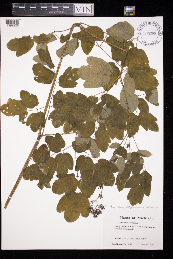 Thalictrum dasycarpum x revolutum image