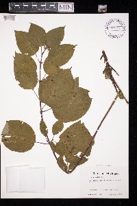 Image Associated With the Occurence