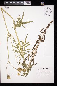 Knautia arvensis image