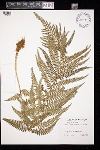 Dryopteris filix-mas image