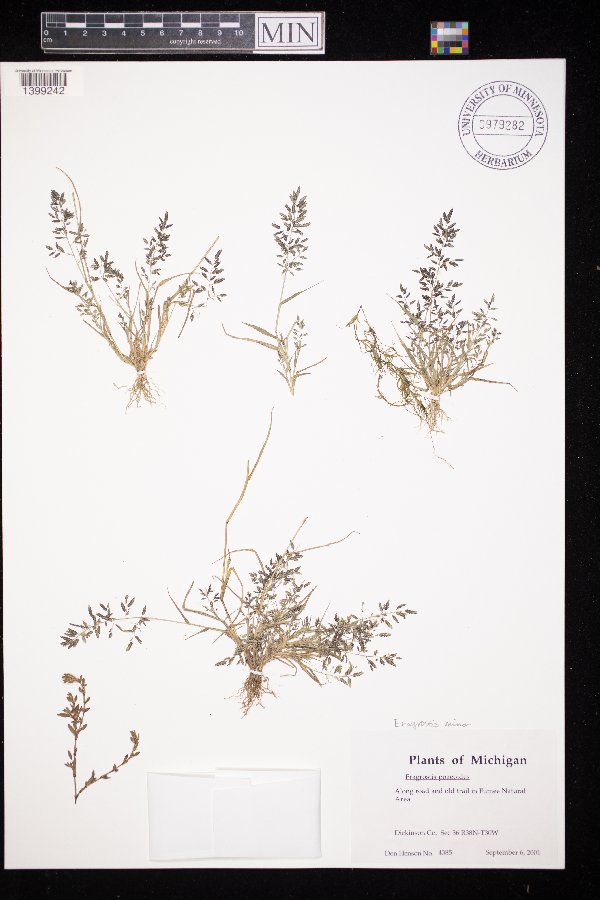 Eragrostis minor image