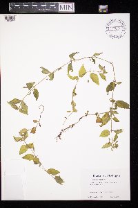 Erythranthe moschata image