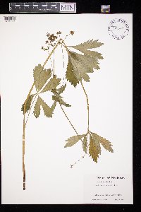 Image Associated With the Occurrence