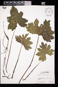 Petasites frigidus var. x vitifolius image