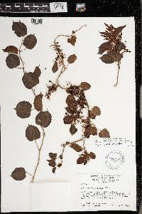 Muehlenbeckia australis image