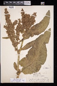 Rumex patientia image