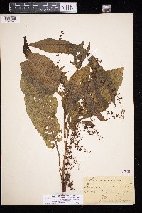 Rumex sanguineus image