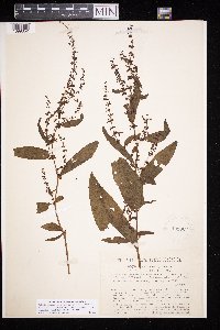 Rumex sanguineus image