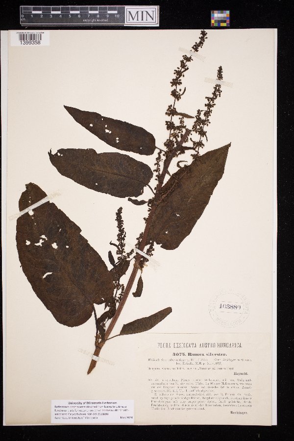 Rumex obtusifolius subsp. sylvestris image