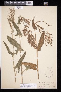 Rumex thyrsiflorus image