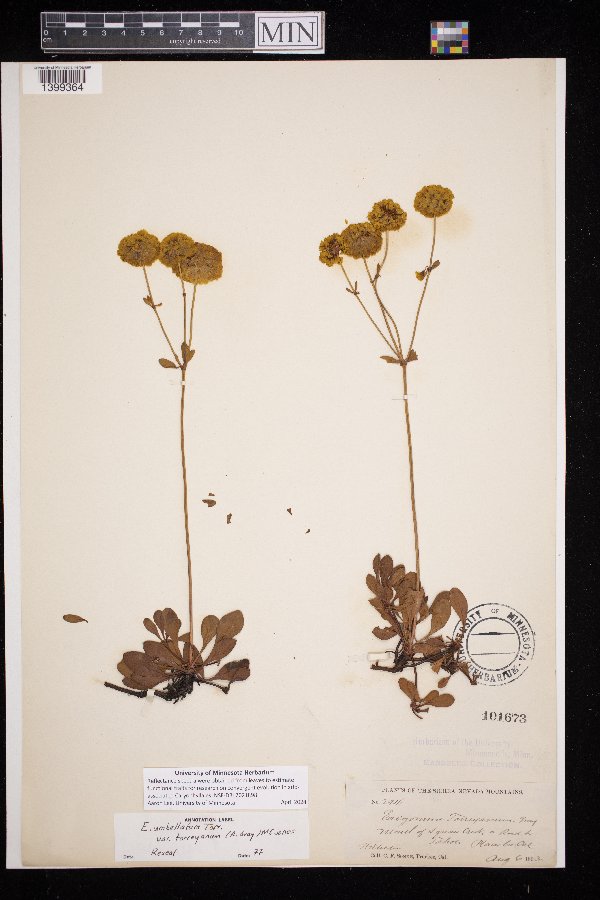 Eriogonum umbellatum var. torreyanum image