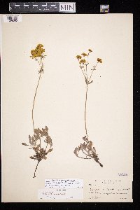 Eriogonum umbellatum var. subaridum image