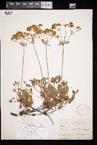 Eriogonum umbellatum var. subaridum image