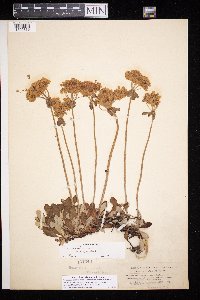 Eriogonum umbellatum var. majus image