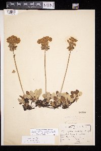 Eriogonum umbellatum var. majus image
