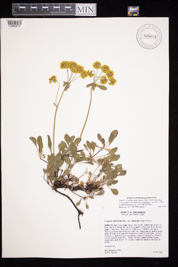 Eriogonum umbellatum var. hypoleium image