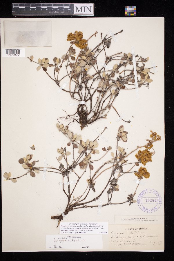 Eriogonum umbellatum var. goodmanii image