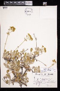 thumbnail image of current specimen