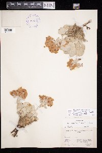thumbnail image of current specimen