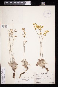 Eriogonum strictum image