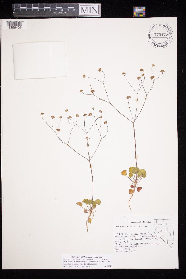 Eriogonum rubricaule image