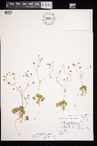 Eriogonum rubricaule image