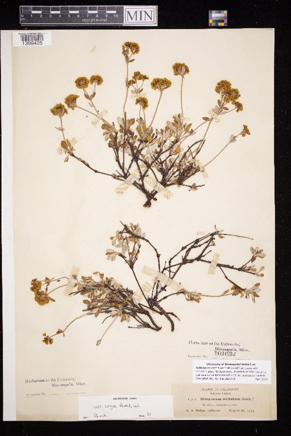 Eriogonum umbellatum var. argus image