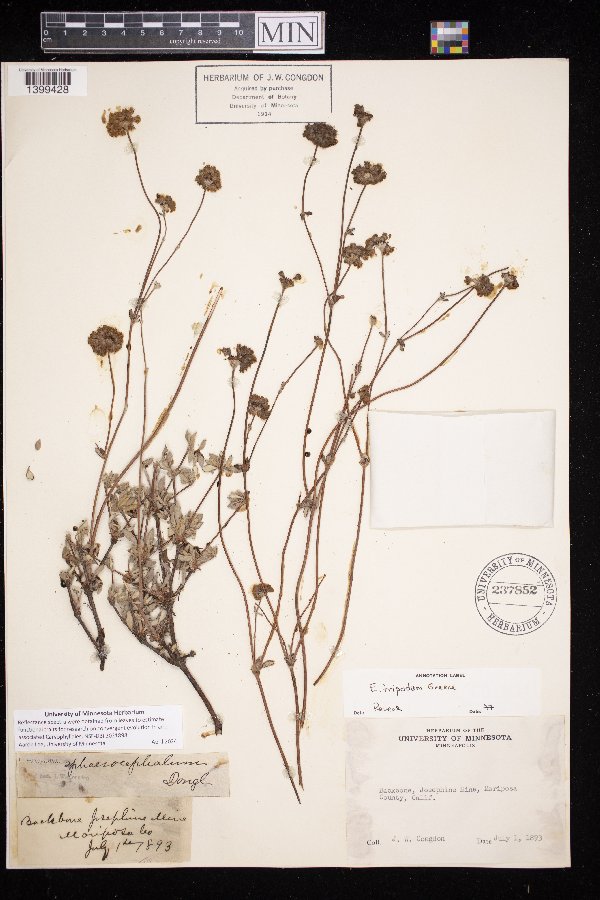 Eriogonum tripodum image