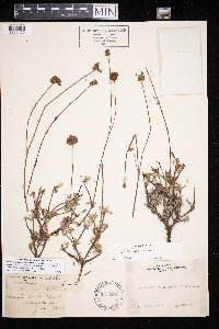 Eriogonum tripodum image