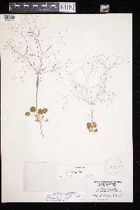 thumbnail image of current specimen