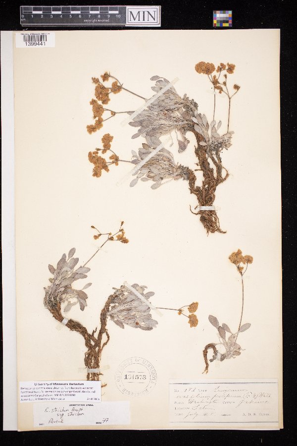 Eriogonum strictum var. strictum image