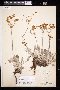 Eriogonum strictum image