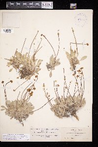 thumbnail image of current specimen