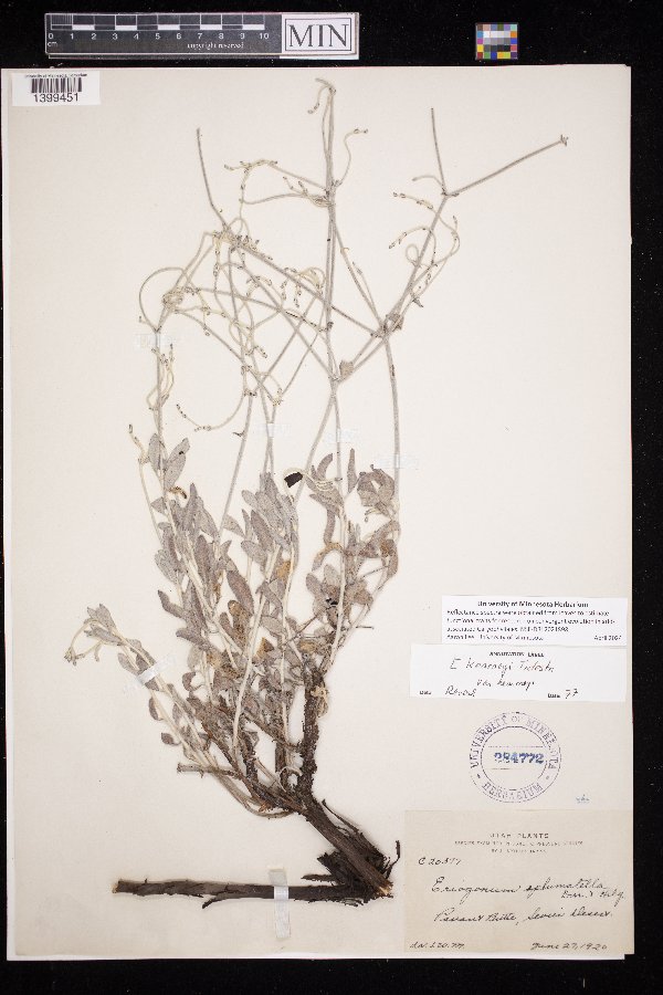 Eriogonum nummulare image