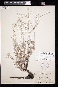 Thumbnail image of current specimen