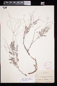Eriogonum nummulare image