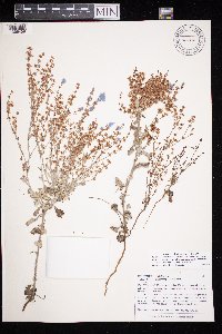 thumbnail image of current specimen