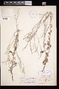 thumbnail image of current specimen