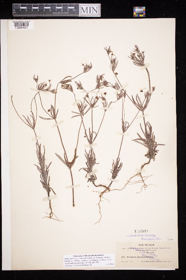 Eriogonum pharnaceoides image