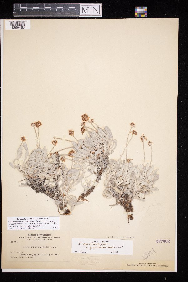 Eriogonum pauciflorum image