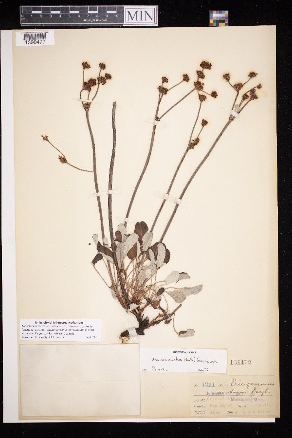 Eriogonum nudum var. auriculatum image