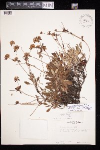 Eriogonum jamesii image