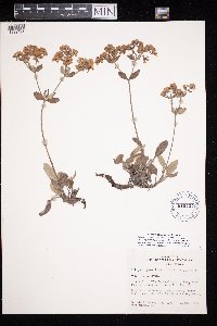Eriogonum jamesii image