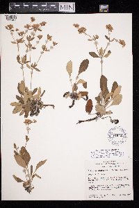 Eriogonum jamesii image